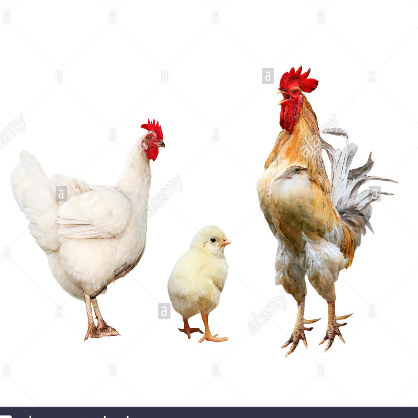retrato-de-familia-de-aves-de-corral-de-pollo-gallo-rojo-poco-gallina-de-color-amarillo-brillante-sobre-un-fondo-blanco-aislado-m144ge